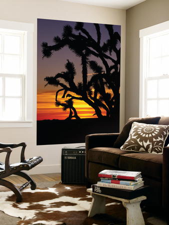 Joshua Trees Silhouetted At Sunset, Mojave National Preserve by Curtis Martin Pricing Limited Edition Print image