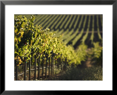 Vineyard, Napa, Napa Valley, California, Usa by Walter Bibikow Pricing Limited Edition Print image