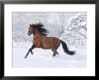 Bay Andalusian Stallion Running In The Snow, Berthoud, Colorado, Usa by Carol Walker Pricing Limited Edition Print image
