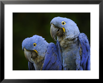Hyacinth Macaw Pair, From South America, Endangered by Eric Baccega Pricing Limited Edition Print image