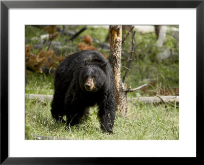 Black Bear Sow, Yellowstone National Park, Wyoming, Usa by James Hager Pricing Limited Edition Print image