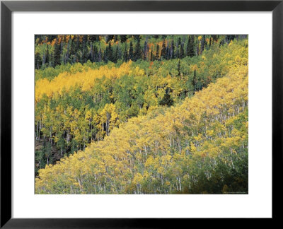Aspen Trees In The Fall, San Juan Skyway, Colorado, Usa by Jean Brooks Pricing Limited Edition Print image