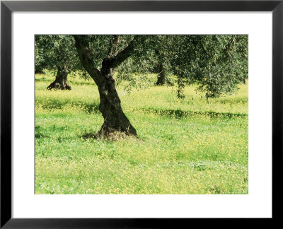 Landscape Near Trujillo, Caceres, Extremadura, Spain by Michael Busselle Pricing Limited Edition Print image