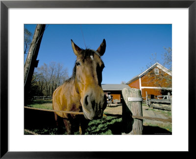 Horse And Farm, Near Kent, Connecticut, New England, Usa by Marco Simoni Pricing Limited Edition Print image