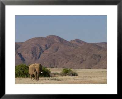 Desert-Dwelling Elephant, Loxodonta Africana Africana, Dry River, Hoanib, Namibia, Africa by Thorsten Milse Pricing Limited Edition Print image