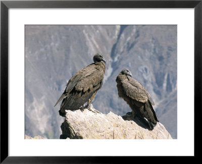Two Condors At Cruz Del Condor, Colca Canyon, Peru, South America by Tony Waltham Pricing Limited Edition Print image