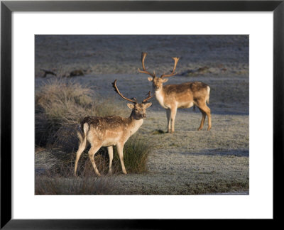 Fallow Deer Bucks, Dama Dama, Dallam Estate, Cumbria, England, United Kingdom by Steve & Ann Toon Pricing Limited Edition Print image