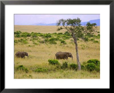 African Elephant Grazing In The Fields, Maasai Mara, Kenya by Joe Restuccia Iii Pricing Limited Edition Print image