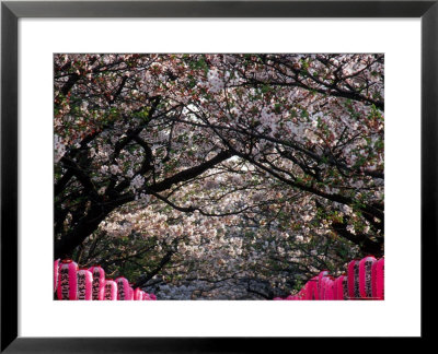 Pink Lanterns On Canopy Of Cherry Trees In Bloom, Kamakura, Japan by Nancy & Steve Ross Pricing Limited Edition Print image