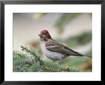 Close-Up Of Male Cassin's Finch In Pine Tree, Kamloops, British Columbia, Canada by Arthur Morris Pricing Limited Edition Print image