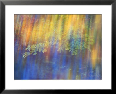 Trees Reflected In Car Window by Nancy Rotenberg Pricing Limited Edition Print image