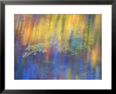 Trees Reflected In Car Window by Nancy Rotenberg Pricing Limited Edition Print image