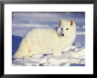 Arctic Fox In Winter Coat, Alaska, Usa by Jim Zuckerman Pricing Limited Edition Print image