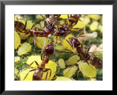 Close-Up Of Ants Harvesting Honeydew From Aphids, Lakeside, California, Usa by Christopher Talbot Frank Pricing Limited Edition Print image
