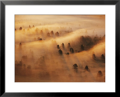 Pine Forest In Morning Fog, Minnesota, Usa by Richard Hamilton Smith Pricing Limited Edition Print image