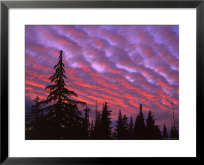 Sunset Painting Clouds Over Forest, Three Sisters Wilderness, Oregon, Usa by Steve Terrill Pricing Limited Edition Print image