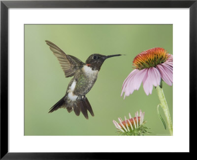 Ruby-Throated Hummingbird In Flight Feeding On Purple Coneflower, New Braunfels, Texas, Usa by Rolf Nussbaumer Pricing Limited Edition Print image