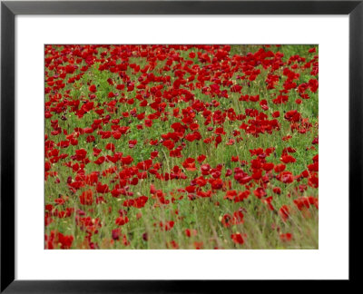 Poppy Field, Spain, Europe by John Miller Pricing Limited Edition Print image