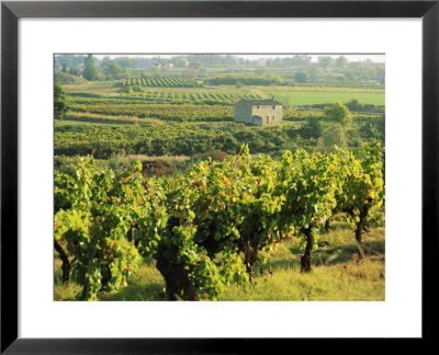Vineyards, Provence, France, Europe by John Miller Pricing Limited Edition Print image