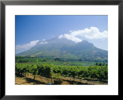 Vineyard, Stellenbosch, Cape Winelands, South Africa by Fraser Hall Pricing Limited Edition Print image