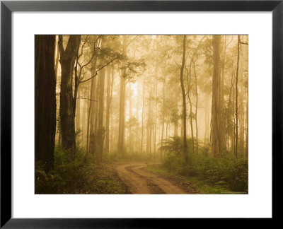 Country Road In Fog, Dandenong Ranges, Victoria, Australia, Pacific by Jochen Schlenker Pricing Limited Edition Print image