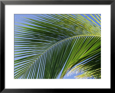 Close-Up Of Palm Leaf At Ko Samet Island, Rayong, Thailand, Asia by Richard Nebesky Pricing Limited Edition Print image