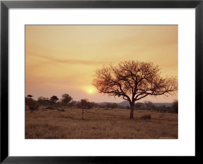 Mala Mala Game Reserve, Sabi Sand Park, South Africa, Africa by Sergio Pitamitz Pricing Limited Edition Print image
