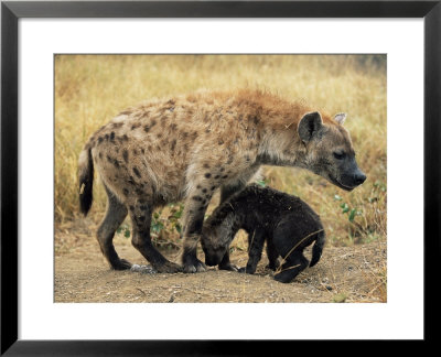 Spotted Hyena, Crocuta Crocuta, Cub Greeting Adult, Kruger National Park, South Africa, Africa by Ann & Steve Toon Pricing Limited Edition Print image