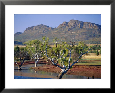 Gum Trees In A Billabong At The South West Escarpment Of Wilpena Pound, South Australia, Australia by Robert Francis Pricing Limited Edition Print image