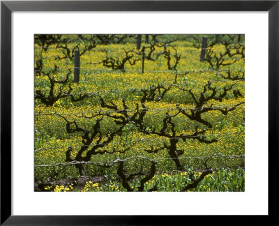 Vines Among Mustard Flowers, Magill, South Australia by Steven Morris Pricing Limited Edition Print image
