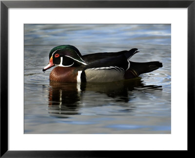 Wood Duck, Santee Lakes, California by Peter Hawkins Pricing Limited Edition Print image