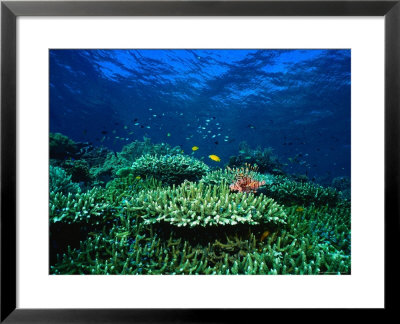 Seascape Of Hard Coral Reef And Lionfish by Michael Aw Pricing Limited Edition Print image