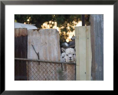 Alpacas Looking Through A Gap In A Backyard Fence, Williamstown by Orien Harvey Pricing Limited Edition Print image