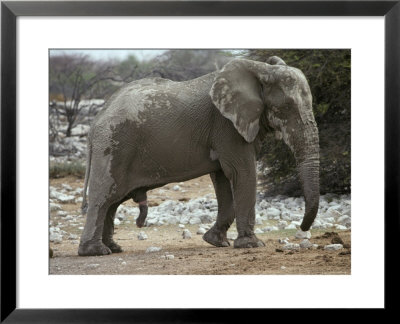 African Elephant Bull Coated In Mud With Penis Displayed by Jason Edwards Pricing Limited Edition Print image