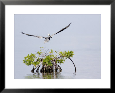 Brown Pelican Flies Over A Red Mangrove, Belize by Tim Laman Pricing Limited Edition Print image