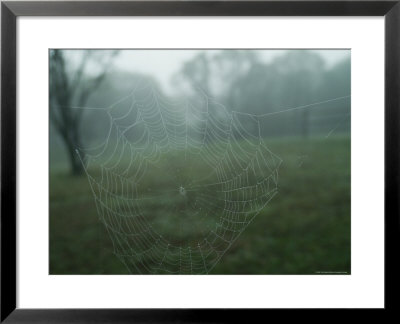 Close-Up Of A Spider Web In The Fog, Block Island, Rhode Island by Todd Gipstein Pricing Limited Edition Print image