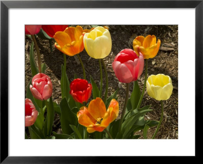 Colorful Tulips Blooming In Spring, Groton, Connecticut by Todd Gipstein Pricing Limited Edition Print image