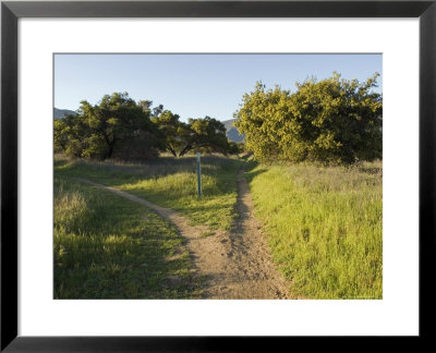 Divided Path On The Multi-Use Trail System In Ojai, California by Rich Reid Pricing Limited Edition Print image