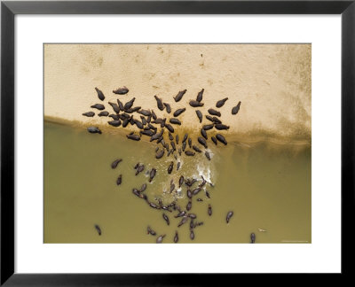 Hippo Pod, Part Of The 10,000 Hippos That Live Along The Luangwa R, Zambia by Michael Fay Pricing Limited Edition Print image
