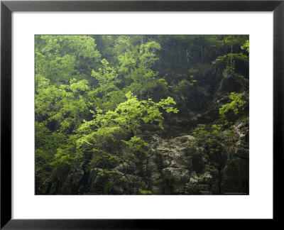 Dappled Light, Forested Shore Of Lesser Three Gorges, Wushan, China by David Evans Pricing Limited Edition Print image