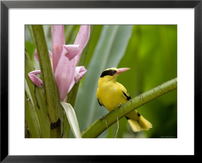 Portrait Of A Black-Naped Oriole, Singapore by Tim Laman Pricing Limited Edition Print image
