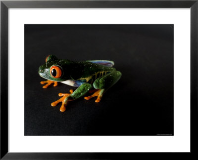 Red-Eyed Tree Frog, At The Sunset Zoo by Joel Sartore Pricing Limited Edition Print image