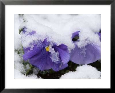 Snow On Pansies, Lexington, Massachusetts by Tim Laman Pricing Limited Edition Print image