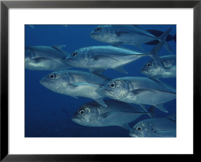 School Of Bigeye Trevally Fish by Bill Curtsinger Pricing Limited Edition Print image