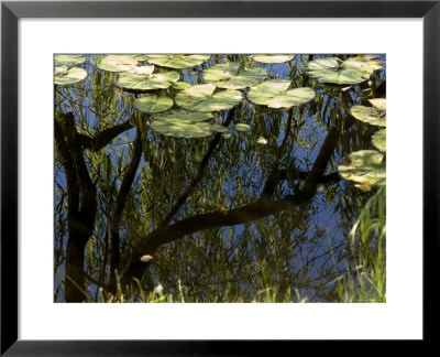 Weeping Willow Tree Reflected In A Water-Lily Pond, Groton, Connecticut by Todd Gipstein Pricing Limited Edition Print image