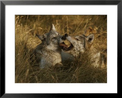 Fourteen-Week-Old Gray Wolf Pups, Canis Lupus, Jaw Spar by Jim And Jamie Dutcher Pricing Limited Edition Print image