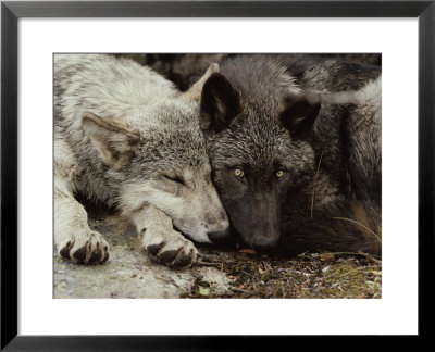 Twenty-Week-Old Gray Wolf Pups, Canis Lupus, Rest Together by Jim And Jamie Dutcher Pricing Limited Edition Print image