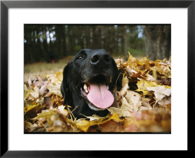 Black Lab Named Blackie Plays In A Pile Of Leaves by Bill Curtsinger Pricing Limited Edition Print image