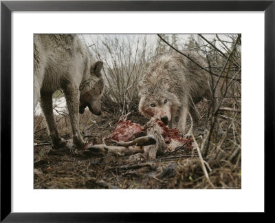 Couple Of Gray Wolves, Canis Lupus, Feast On A Mule Deer Carcass by Jim And Jamie Dutcher Pricing Limited Edition Print image