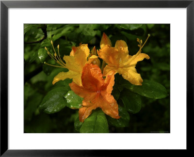 Morning Dew Clings To Flame Azalea Flowers by White & Petteway Pricing Limited Edition Print image